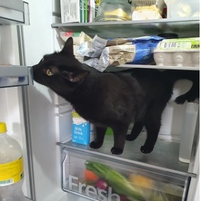 Y a un truc étrange dans mon frigo